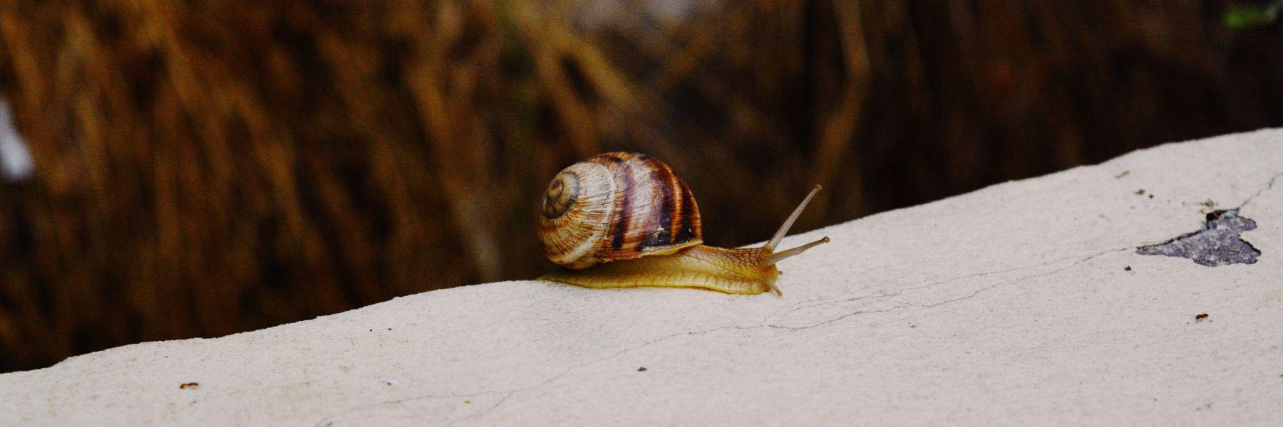 Escargot des Bermudes : le sauvetage in extremis d'une espèce terrestre