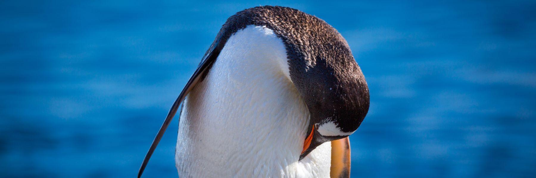 Le manchot empereur est désormais officiellement en danger d’extinction