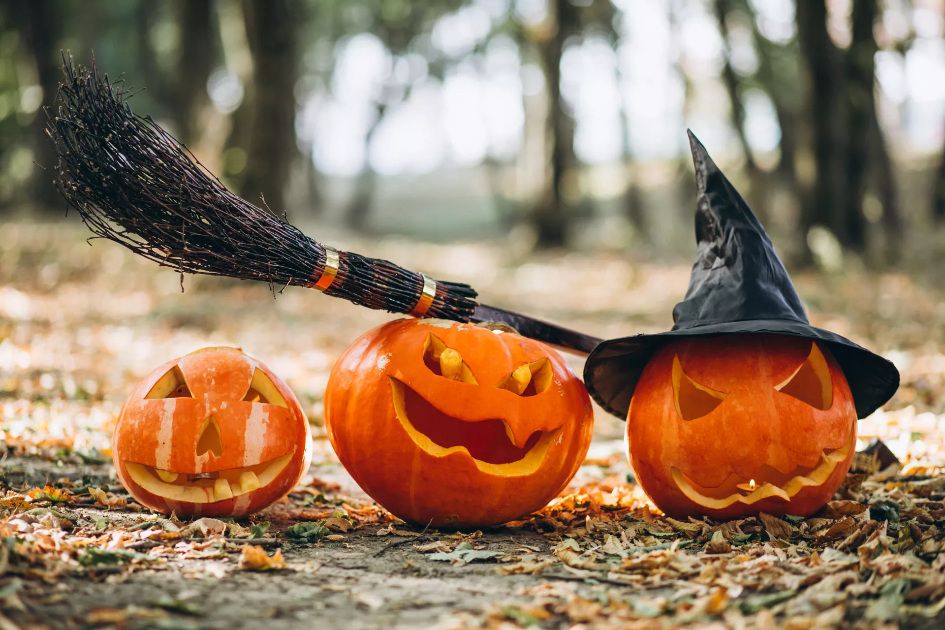Chauves-souris, serpents, araignées : pourquoi sont-ils associés à Halloween ?