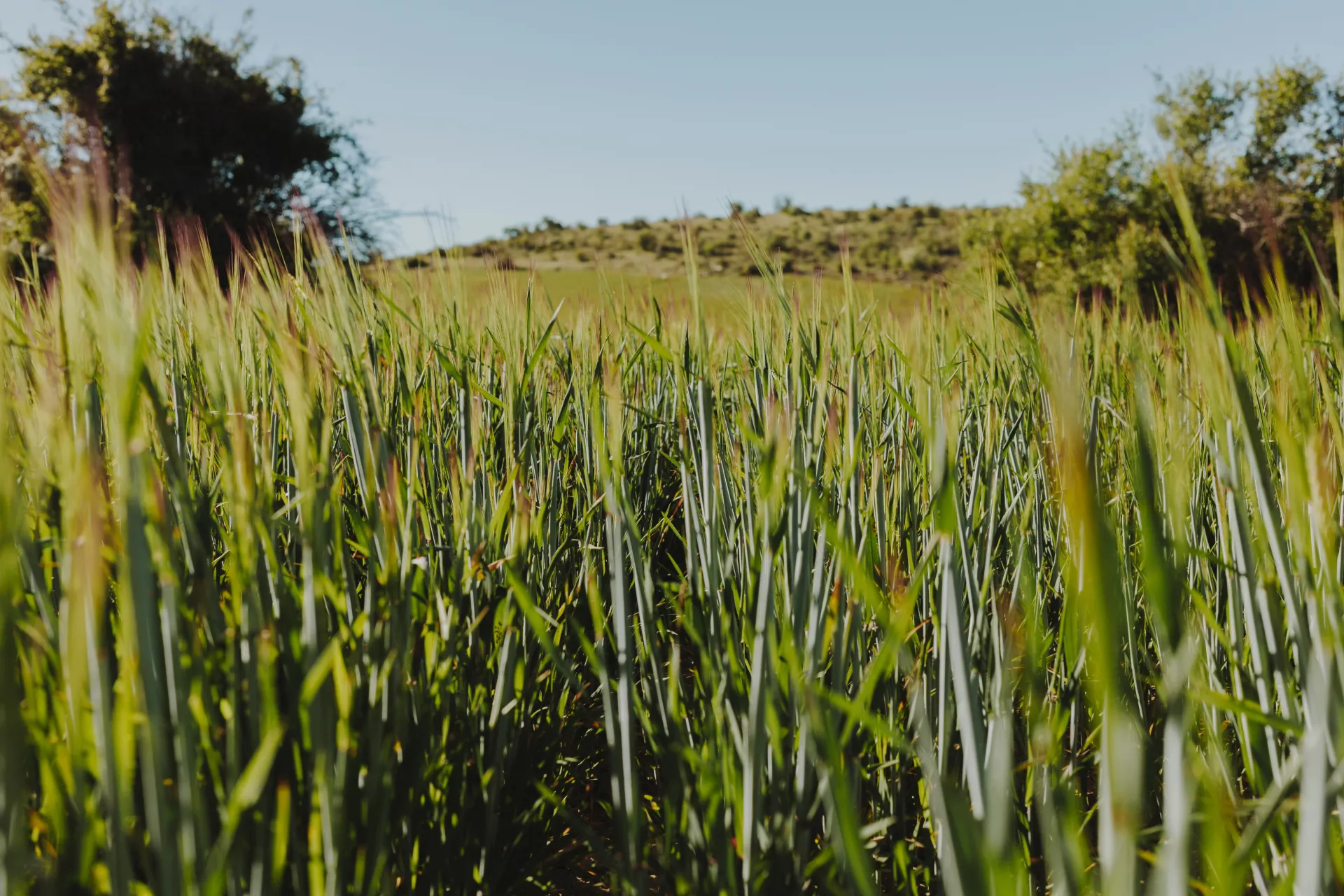 Cette plante résiste à la canicule et continue de pousser malgré la sécheresse