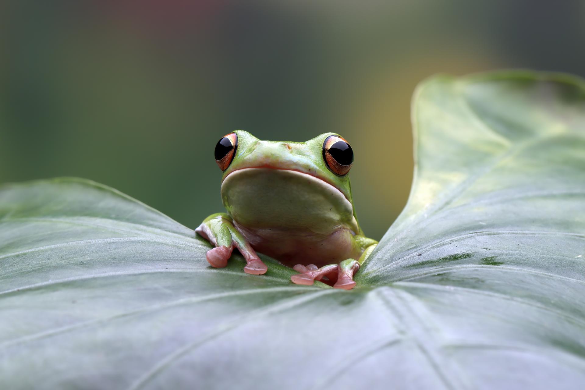 Une nouvelle espèce de grenouille découverte dans des plantations de café