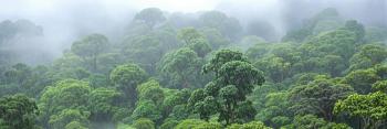 foret pluvieuse