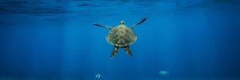 Doyennes des océans, les tortues marines voient leur population augmenter malgré les menaces qui pèsent sur leur tranquillité