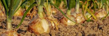 Potager urbain : où et comment cultiver ses fruits et légumes en ville ?