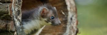 Deux espèces de marsupiaux que l’on croyait éteintes depuis 6.000 ans redécouvertes en Indonésie