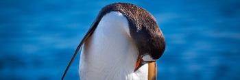Le manchot empereur est désormais officiellement en danger d’extinction