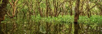 Journée mondiale des mangroves : ce qu’il faut savoir sur ces forêts hors du commun