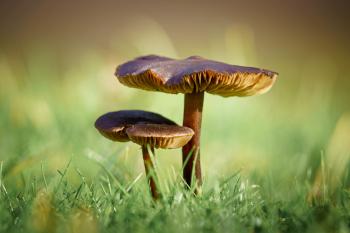 Plantes, champignons : ces organismes qui pourraient dépolluer les sols abîmés par l’industrie