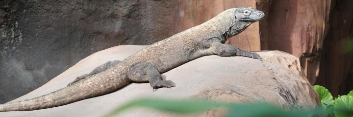 Dragon de Komodo